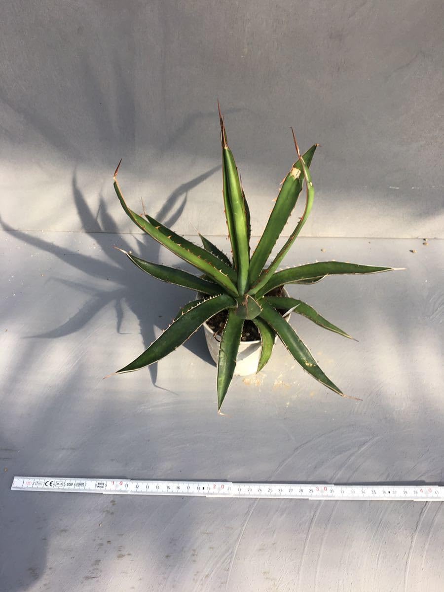 Amazon.co.jp: アガベ ホリダ ペロテンシス Agave horrida ssp